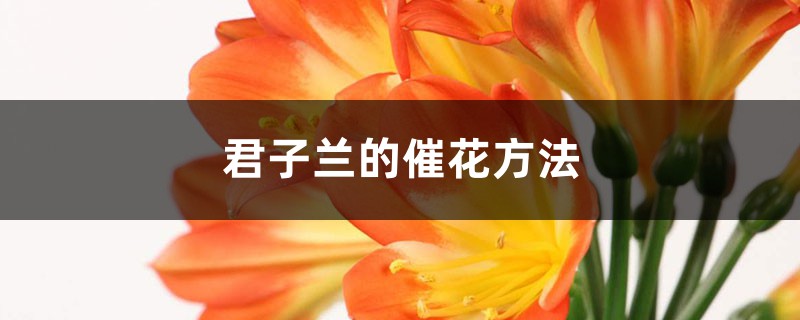 君子兰的催花方法